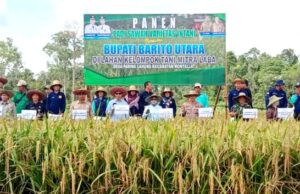 Bupati Barito Utara Panen Bersama Padi Sawah Varietas Intani di Lahan Poktan Mitra Laba
