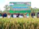 Bupati Barito Utara Panen Bersama Padi Sawah Varietas Intani di Lahan Poktan Mitra Laba