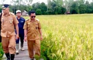 Camat Teweh Selatan Tinjau Lahan Padi Poktan Maju Mufakat Desa Bintang Ninggi II