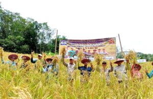 Dinas Pertanian Barito Utara Panen Bersama Padi Ladang Talun Koyem di Desa Sabuh