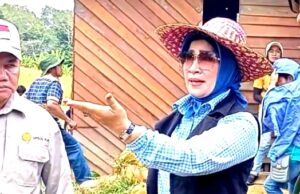 Anggota DPRD Bariro Utara Ikut Panen Bersama Padi Ladang Varietas Talun Koyem