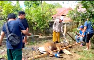 Kecamatan Teweh Tengah Bagikan Daging Sapi Kurban