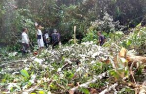Warga Desa Karamuan dan Benao Hulu Gotong Royong Buat Jalur Tiang Listrik