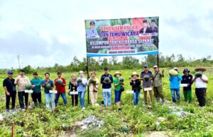 Dinas Pertanian Barito Utara Panen Bersama Semangka Tanpa Biji di Desa Kemawen
