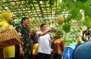 Pj Bupati Barito Utara dan Unsur FKPD Panen Buah Melon di Lahan Kodim 1013 Muara Teweh