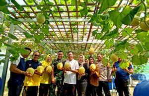 Pemkab Barito Utara Anggarkan Penyiapan Bibit Melon Pada Dua Dinas