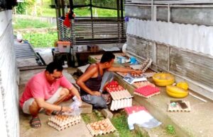 UPT Balai Pembibitan Ternak Distan Kembangkan Usaha Ternak Ayam Ras Petelur