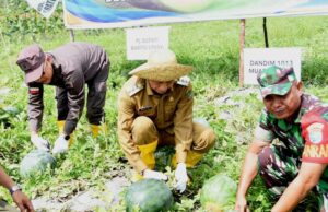 Pj Bupati Barito Utara Panen Semangka dan Melon di Desa Kamawen