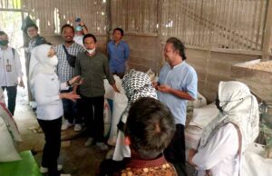 Disnakertranskop UKM Gelar Pelatihan Pengolahan Jagung Menjadi Pakan Ternak