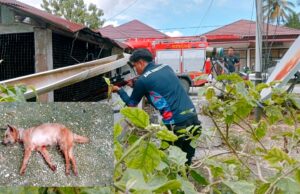 Anjing Diduga Rabies Ditembak Mati oleh Tim Damkarmat Barito Utara