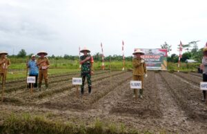 Pj Bupati Barito Utara Tanam Jagung Serentak di Desa Trahean