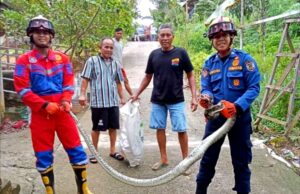 Petugas Damkarmat Barito Utara Berhasil Evakuasi Ular Piton Sepanjang 3 Meter di Kandang Ternak