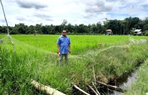 Pertanian Berkelanjutan Kunci Kesejahteraan Para Petani di Desa Bintang Ninggi II