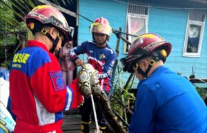 Disdamkarmat Barito Utara Evakuasi Ular Piton 2,5 Meter dari Kandang Ayam Warga
