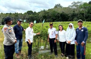 DKPP Barito Utara Dorong Program P2L untuk Stabilkan Harga Cabai Rawit Selama Ramadhan