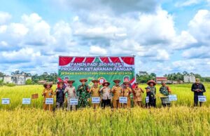 Panen Padi Bersama dalam Rangka Percepatan Swasembada Pangan oleh Kodim 1013 Muara Teweh dan Pemkab Barut