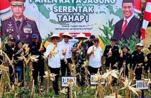 Panen Jagung Serentak Tahap I, Wujud Nyata Dukung Ketahanan Pangan Nasional