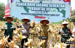 Panen Raya Jagung Serentak Kuartal III di Desa Batu Raya, Pemkab Barut Tegaskan Komitmen Swasembada Pangan