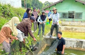 Dukung Ketahanan Pangan Daerah, DKPP Barito Utara Panen Bibit Ikan di BPBAT Lahei