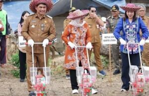 Perkuat Ketahanan Pangan di Barito Utara, Bupati Tanam Perdana Jagung Hibrida di Teweh Timur