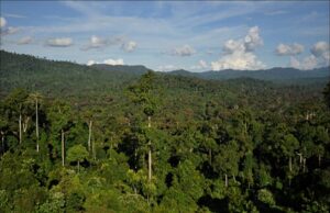 Investor Harapkan Kejelasan dan Perlindungan ke Pemerintah Atas Maraknya Dugaan Praktik Jual Beli Hutan PPKH di Barito Utara
