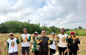 Ketua Komisi II DPRD Dukung Panen Jagung Hibrida WKPP Melayu, Harapkan Bantuan Sarana dan Lahan