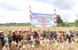 Wakil Ketua I DPRD Barito Utara Apresiasi Panen Jagung Serentak di Desa Jamut