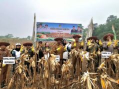 Produksi Jagung Barut Meningkat, Dinas Pertanian Siapkan Bantuan Benih untuk 1.773 Hektar Lahan