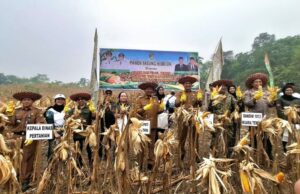 Produksi Jagung Barut Meningkat, Dinas Pertanian Siapkan Bantuan Benih untuk 1.773 Hektar Lahan