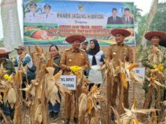 Bupati Dorong Pengembangan Jagung Hibrida Untuk Perkuat Ketahanan Pangan Barito Utara