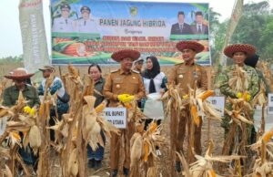 Bupati Dorong Pengembangan Jagung Hibrida Untuk Perkuat Ketahanan Pangan Barito Utara